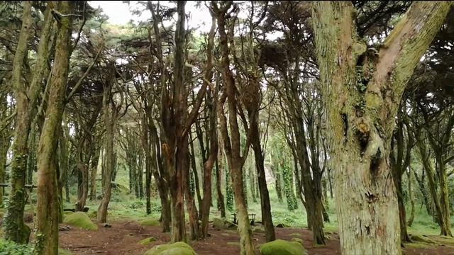 Футаж. В ритме вальса. Сказки леса. смотреть онлайн