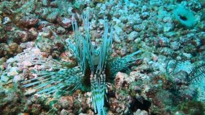 ТОП-5 самых больших опасностей в Красном море