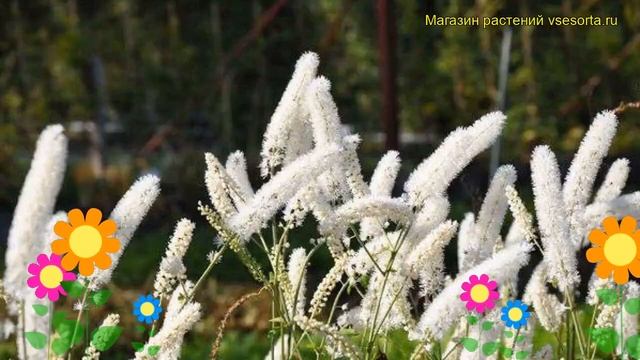 Клопогон простой Белая Жемчужина. Краткий обзор, описание cimicifuga simplex White Pearl смотреть онлайн