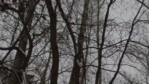 Дарья Виардо − не рыдай мене, мати