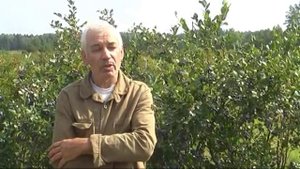 Готовим голубику к зиме