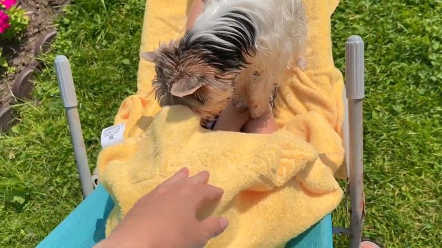 VLOG Вернулись на дачу! Грозы ходят 25-28.07.22 смотреть онлайн