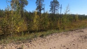 Глухари на дороге! Улардар.