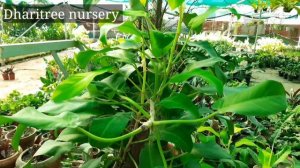 Nursery tour||Rare and exotic plants||Dharitree Nursery, Sonapur, Assam, India