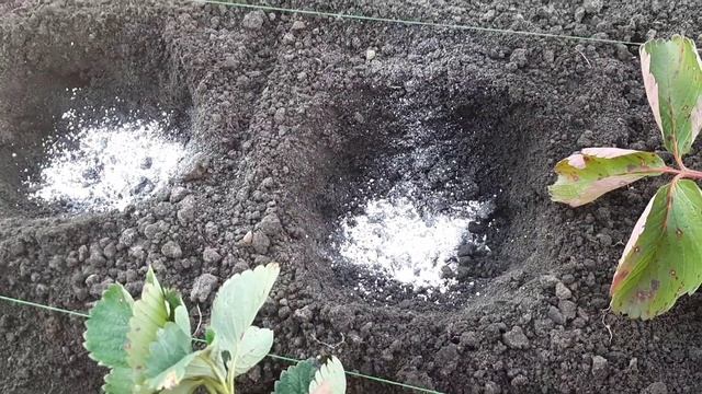 Плохо зимует клубника? Клубника не сладкая? Добавьте это бесплатное средство в лунки при посадке. смотреть онлайн