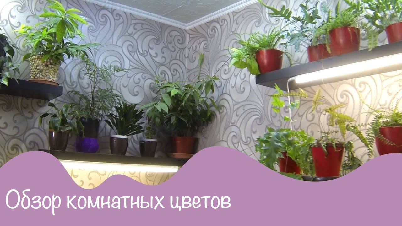 Мой зеленый уголок. Обзор комнатных цветов. 8 серия overview of indoor flowers