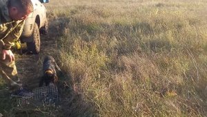 натаска щенка дратхаара, 4месяца поиск и подача птицы 11 октября 2021 г.