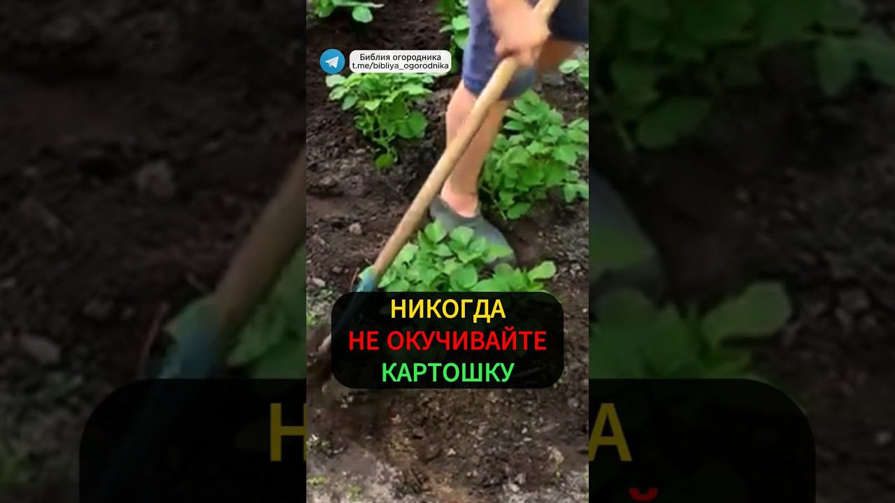 Картофеля Будет Много БЕЗ ОКУЧИВАНИЯ! Хитрый Способ Большого Урожая #огород #картошка #дача #урожай