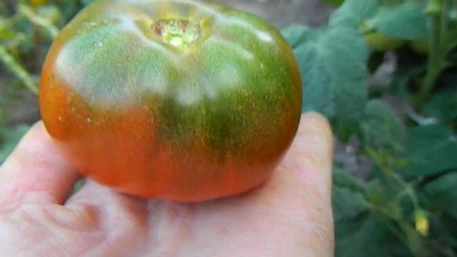 Томат Кардинал Маура. смотреть онлайн