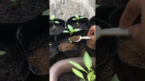 Fertilizing Basil Plants