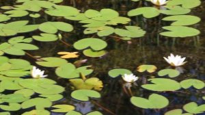 Кувшинка белая Nymphaéa álba