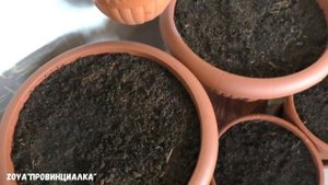 В какой грунт посадить петунию для горшков вазонов!?!/ Обзор рассады петунии,лобелии,лаванды/ #цвет