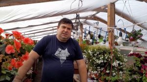 БАКОПА ГРОМАДИНА как такую вырастить???