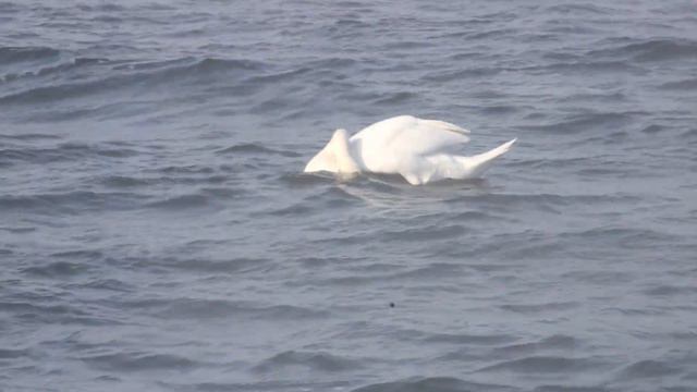В гости к лебедям. Орловское водохранилище. 24 февраля 2023 год. смотреть онлайн