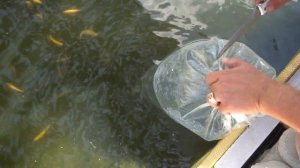 Купил ещё 200 штук малька форели