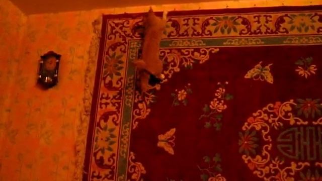 Котик охраняет ковер от моли смотреть онлайн