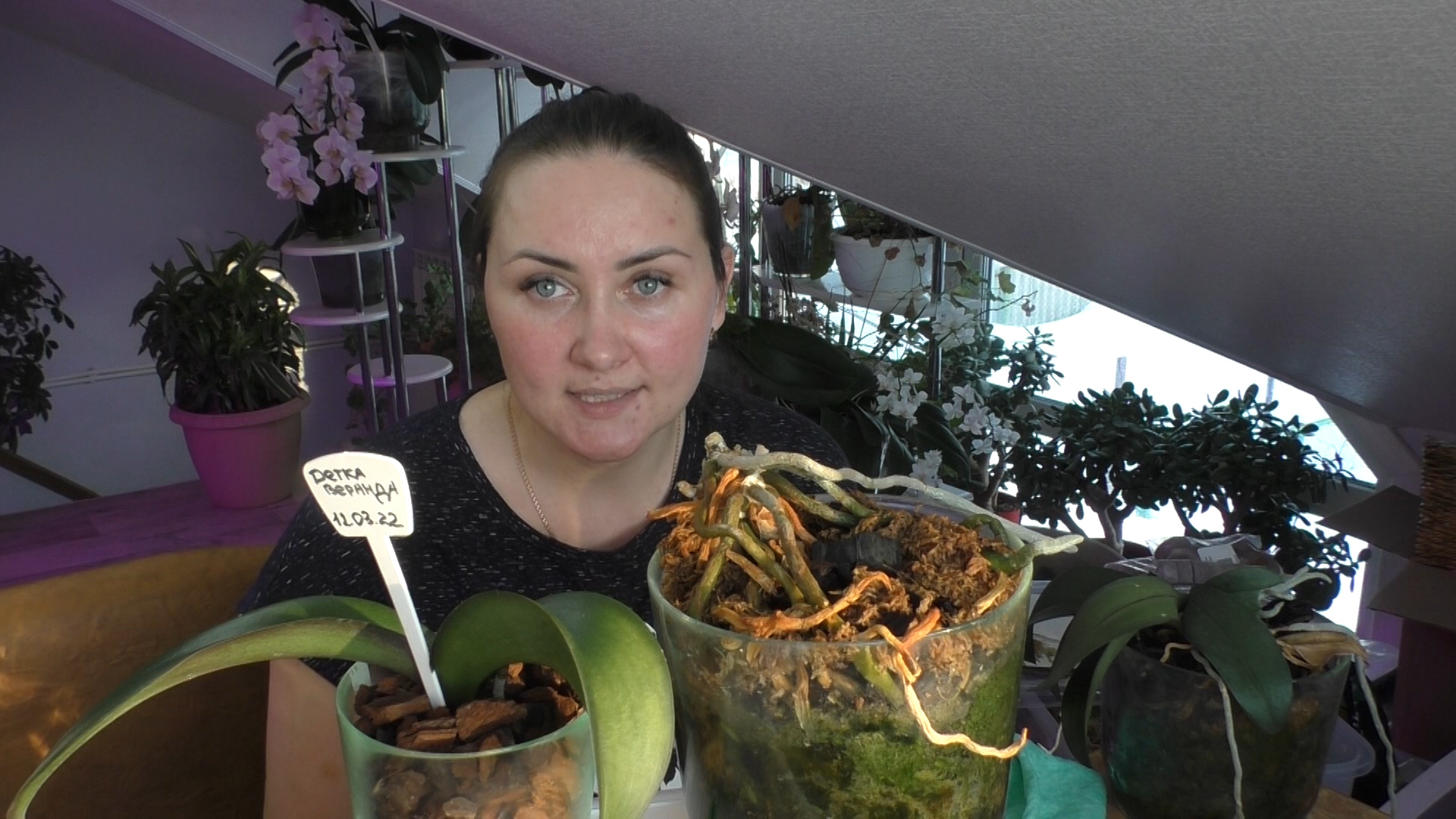 Шикарная детка фаленопсиса ! Отделение и посадка в отдельный горшочек смотреть онлайн