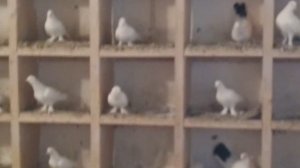 #BAKU  #PIGEONS.  Знаменитые Широкохвостые голуби Гейдара Бабаева в Баку!  31.08.19г... продолжению