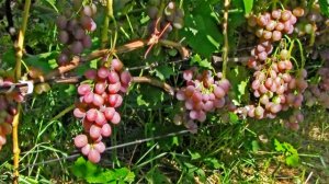 Новые сорта винограда и испытанные. Фото винограда Гергеля