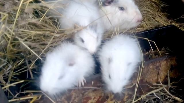 Выгодно ли разводить нутрий, сейчас расскажу. смотреть онлайн