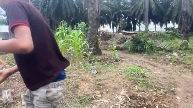 Ya se cortaron las palmas ? de dond mercedes y le da gracias a José Lopez Se siente muy feliz ? смотреть онлайн