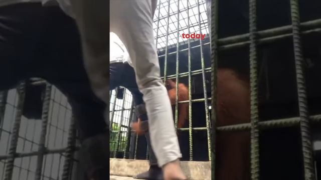 Orangutan in Indonesia zoo attacks youth