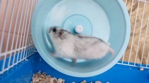 FAVORITE PETS FOR Kids // HAND HAMSTER // Любимые  домашние животные Белые Джунгарские Хомяки