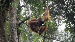 Как выглядят инопланетяне? Почему пришельцы выглядят не как люди