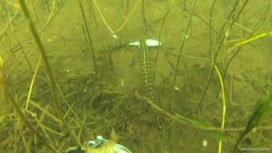 Подводная охота, вот это улов.