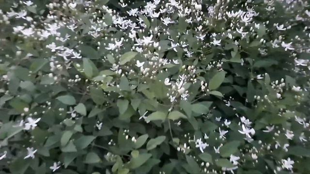Тихий Вечер и Аромат Сада. #flowers #небо #садлетом