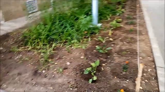 Цветник своими руками у подъезда пятиэтажки