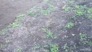 Как избавиться от мокрицы? Бесплатный фитнес на огороде.