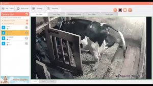 КАК ТЕЛИТСЯ КОРОВА В ПРЯМОМ ЭФИРЕ СО ЗРИТЕЛЯМИ