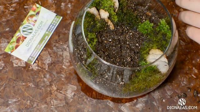 Подробная посадка венерина мухоловка - Флорариум - Charlie flytrap, Dionaea - DIONAEAS.COM субтитры