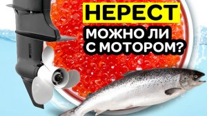 Можно ли выходить на лодке с мотором в нерестовый запрет Что говорит ГИМС и рыбнадзор 2020
