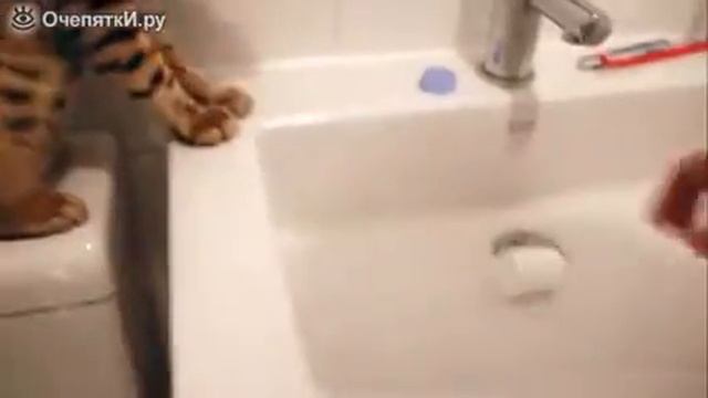 Кто кого? Кошка против хозяйки! смотреть онлайн