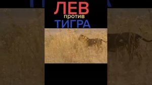 ЛЕВ против ТИГРА. Кто порвет? lion vs tiger