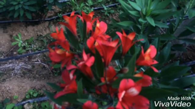 Astromelia смотреть онлайн