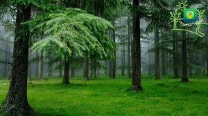 Мансур Мухйиддин "55" Сура Ар-Рахман (Милостивый). Очень красивое чтение Корана.