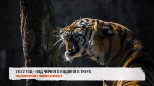 Каким будет 2022 год - год какого животного и что нас ждет