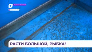 Миллион мальков кеты выпустили в реку Барабашевку