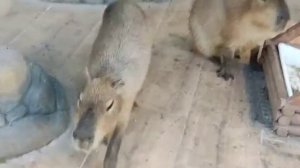 Дружба капибар и кенгуру ))