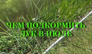 ЧЕМ ПОДКОРМИТЬ ЛУК В ИЮЛЕ