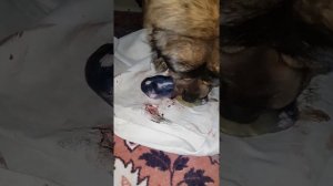 Рождение щенка кавказской овчарки