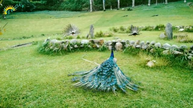 Peacock dance and peacock sound смотреть онлайн