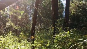 Письма о духовной жизни.  Болезни.  Игумен Никон Воробьев