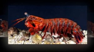 Невероятные способности рака-богомола