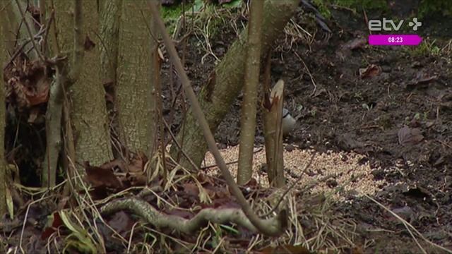 "Господа, прекратите безответственно кормить животных" Алексей Туровский смотреть онлайн