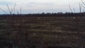 Грушевый сад на айве ВА-29 без шпалеры и орошения в Винницкой области