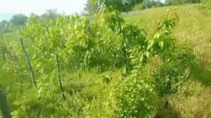 Сестра жены позвала помочь.